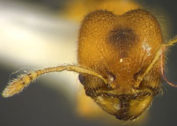 Media type: image; Entomology 34258   Aspect: head frontal view